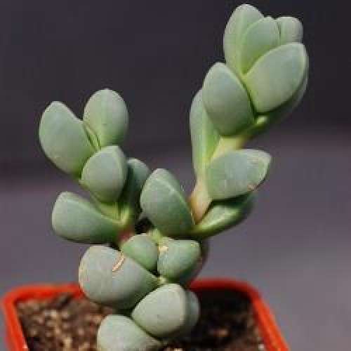 Delosperma lehmanii