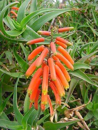 Aloe ciliaris