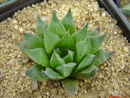 Haworthia calcareae