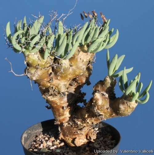 Tylecodon reticulatis (Medium)