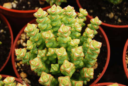 Crassula rupestris