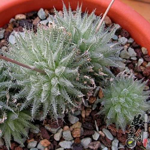 Haworthia gracilis var tenera