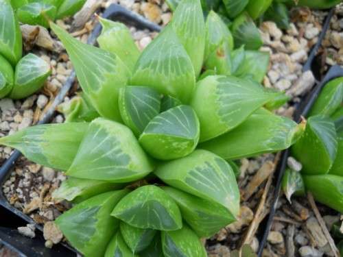 Haworthia retusa hybrid