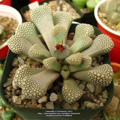 Titanopsis schwantesii