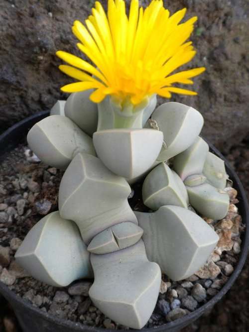Lapidaria margeretheae