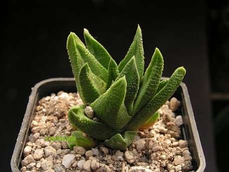 Haworthia scabra