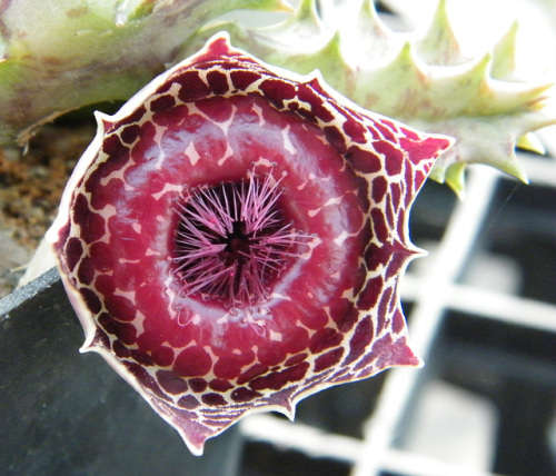 Huernia guttata var reticulata
