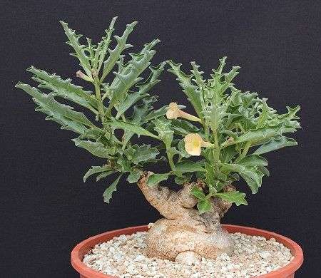 Pterodischus luridus (medium)