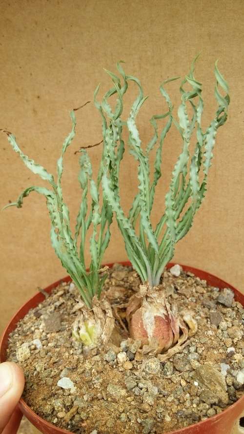 Albuca spiralis