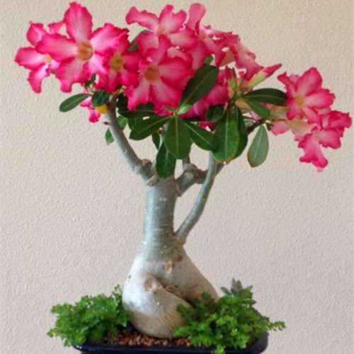 Adenium obesum (100 seeds)