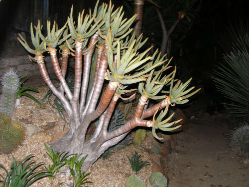 Aloe rammosissima seeds (20 seeds)