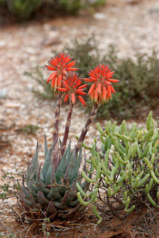 Aloe krapholiana