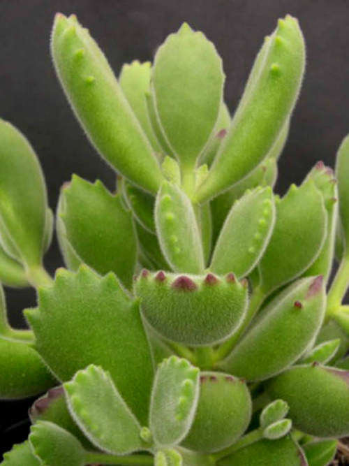 Cotyledon tomentosa (Bear paws)