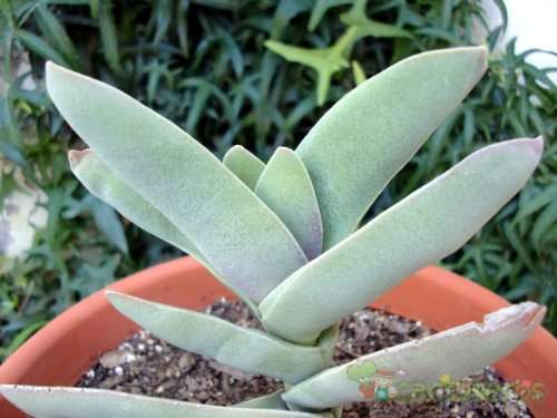 Cotyledon falcata (Propeller plant)