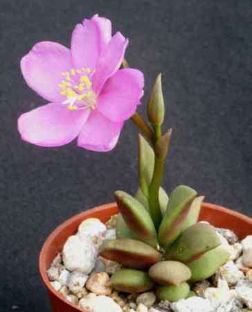 Anacampseros rufescens