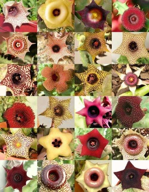 Stapelia/Huernia/Orbea species mix (10 Plants)