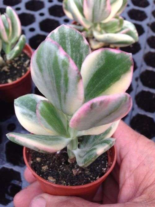 Crassula ovata variegated