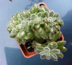 Echeveria setosa "crest"