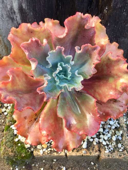 Echeveria cv "Party Dress"