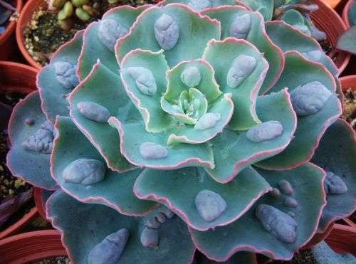 Echeveria cv "Raindrops"