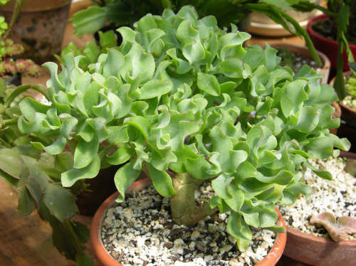 Crassula arborescence var undulata