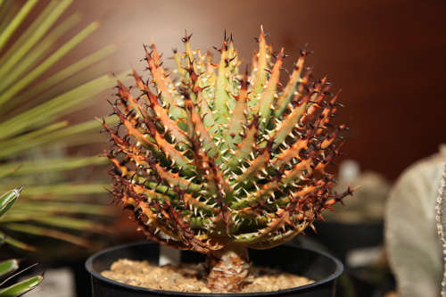 Aloe melenacantha (Packet of 20 seeds)