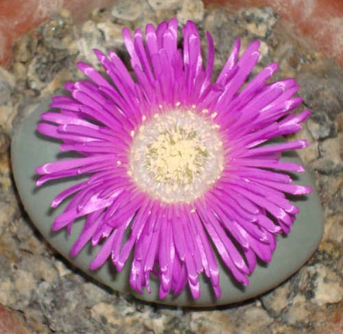 Argyroderma dealetii (Packet of 100 seeds)