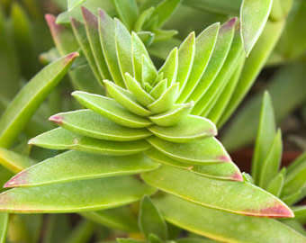 Crassula capitella
