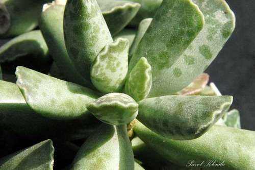 Adromischus cooperii (Festivus)