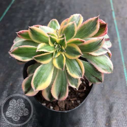 Aeonium cv Sunburst crested