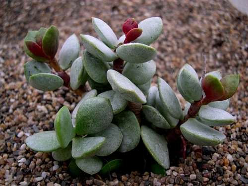 Adromischus montium-klinghardtii