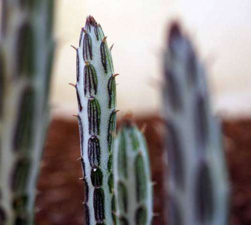 Kleinia stapeliaformis (varigated)