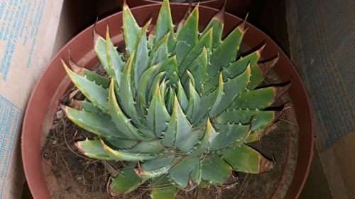 Aloe polyphylla (Spiral aloe, Lesotho Aloe) plants