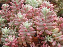 Sedum rubrotinctum (pink)