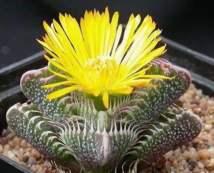 Faucaria species (Tierbekvygie)