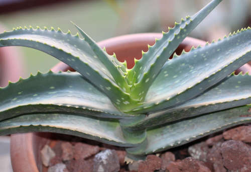 Aloe megalacantha