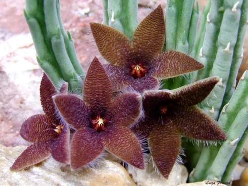 Stapelia olivacea