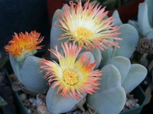 Cheiridopsis pillansii