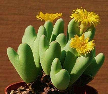 Conophytum bilobum
