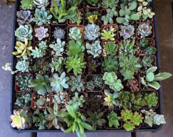 Succulent plant mix (100 plants)