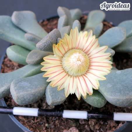 Aloinopsis rosulata