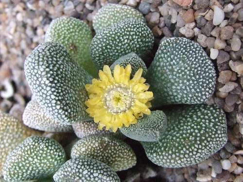 Aloinopsis vilettiae