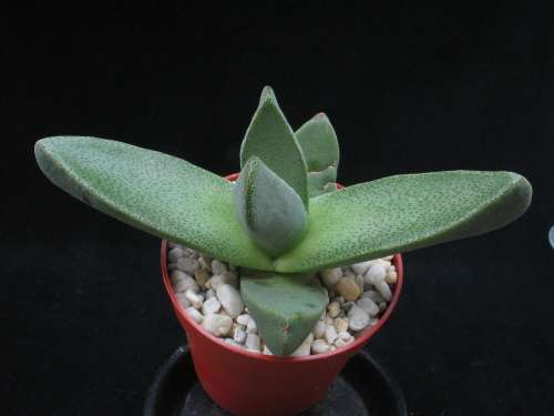 Pleiospilos meyerii-punctatus