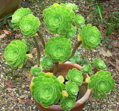 Aeonium aroreum