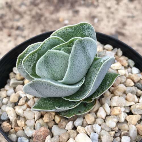 Crassula 'Ivory Pagoda'