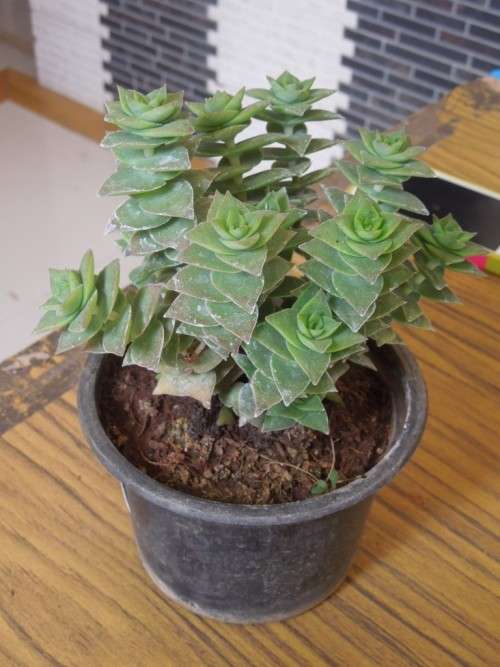 Crassula perforata (robust form)