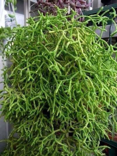 Rhipsalis sp.