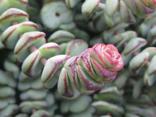 Crassula rupestris subsp. marnieriana