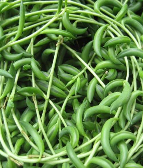 Senecio radicans (String of bananas)