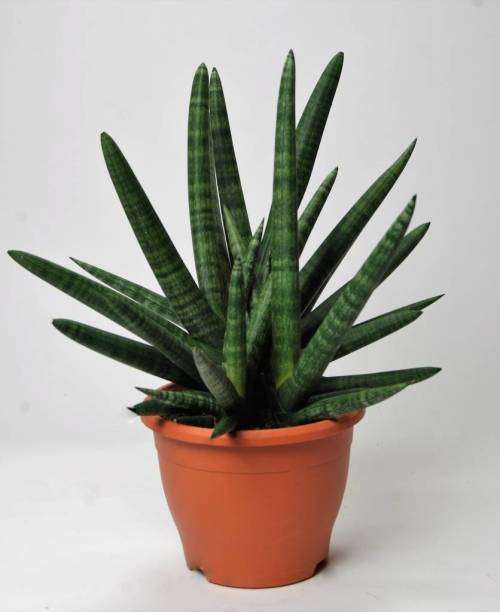 Sansevieria cylindrica
